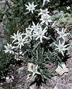 edelweiss