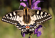 machaon