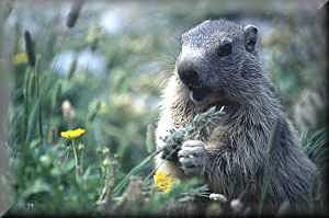 marmotte